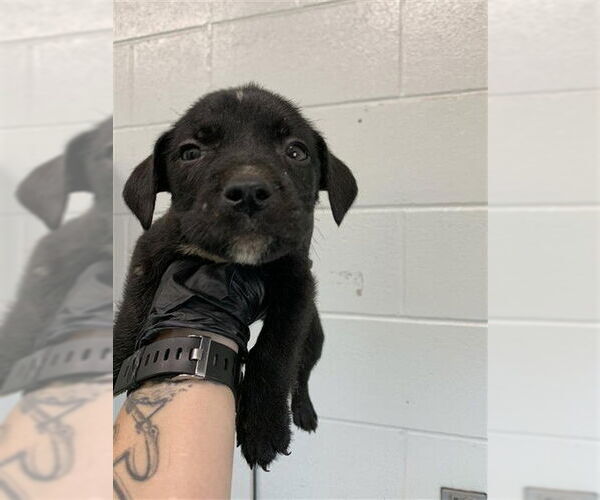 Medium Photo #1 Labrador Retriever Puppy For Sale in Corpus Christi, TX, USA