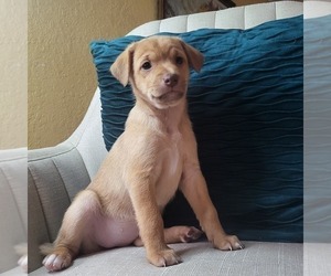 Medium Carolina Dog-Miniature Australian Shepherd Mix