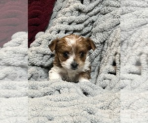 Morkie Puppy for sale in HOUSTON, MO, USA