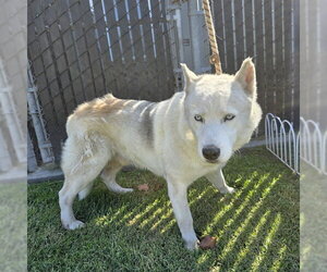 Siberian Husky Dogs for adoption in Long Beach, CA, USA