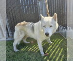 Small Siberian Husky