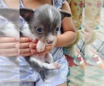 Small Photo #3 Chihuahua Puppy For Sale in LOUISBURG, NC, USA