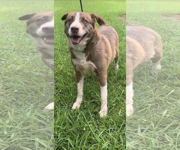 Medium Photo #7 Siberian Husky-Unknown Mix Puppy For Sale in Rockaway, NJ, USA