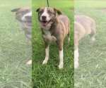 Small #6 Siberian Husky Mix