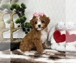 Small #4 Cavapoo (Miniature)