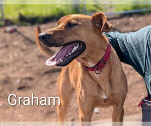 GRAHAM - Male Labrador Retriever-Unknown Mix Dog for Adoption - Photo #2