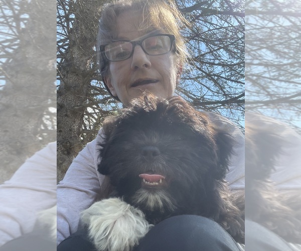 Medium Photo #1 Zuchon Puppy For Sale in MOUNT PLEASANT, MI, USA