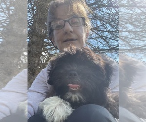 Zuchon Puppy for sale in MOUNT PLEASANT, MI, USA