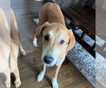 Small #9 Doberman Pinscher-Great Pyrenees Mix