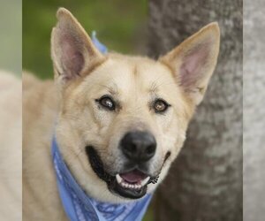 Carolina Dog Dogs for adoption in Rosenberg, TX, USA
