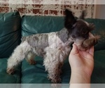 Small Photo #2 Schnauzer (Miniature) Puppy For Sale in CANBY, OR, USA
