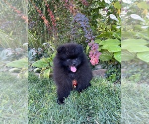 Pomeranian Puppy for sale in Chisinau, Chisinau Municipality, Moldova