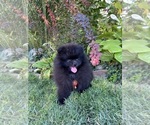 Image preview for Ad Listing. Nickname: Prince