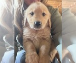 Litter of 10 - Male(s) and Female(s) Golden RetrieverLitter of Puppies for Sale - Photo #4