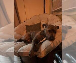 *CHANEL - Female American Pit Bull Terrier Dog for Adoption - Photo #2