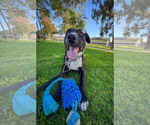 Labrador Retriever-Unknown Mix Dogs for adoption in San Diego, CA, USA