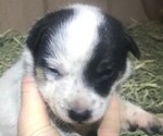 Small Photo #4 Australian Cattle Dog Puppy For Sale in GRANTS PASS, OR, USA