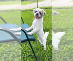 Small #9 Shih Tzu