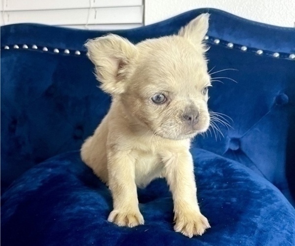 Medium Photo #3 French Bulldog Puppy For Sale in AGOURA HILLS, CA, USA