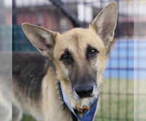 German Shepherd Dog-Unknown Mix Dogs for adoption in San Antonio, TX, USA