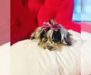 Aussiedoodle Miniature Puppy for sale in BLUE SPRINGS, MO, USA