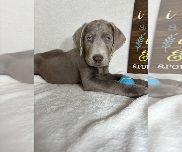 Medium Photo #3 Labrador Retriever Puppy For Sale in GREENFIELD, IN, USA