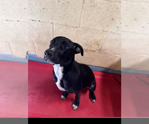 Medium Photo #2 Labrador Retriever-Unknown Mix Puppy For Sale in Tracy City, TN, USA
