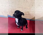 Small #1 Labrador Retriever Mix