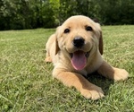 Puppy Lucy Labrador Retriever