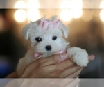 Small #27 Maltese