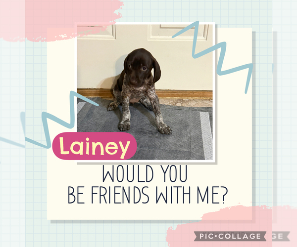 Medium Photo #6 German Shorthaired Pointer Puppy For Sale in SHERMANS DALE, PA, USA