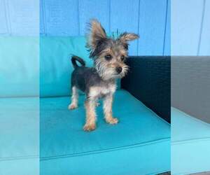 Yorkshire Terrier Puppy for sale in WILMINGTON, IL, USA