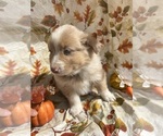 Small #3 Australian Shepherd