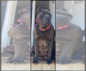 Mother of the Cane Corso puppies born on 04/24/2025