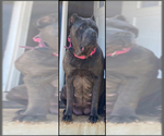 Small Photo #1 Cane Corso Puppy For Sale in PIKESVILLE, MD, USA