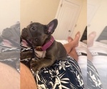 Small #13 French Bulldog