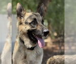 Small German Shepherd Dog