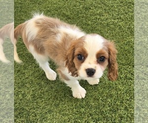 Cavalier King Charles Spaniel Puppy for sale in BERKLEY, MI, USA