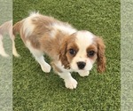 Image preview for Ad Listing. Nickname: Milo