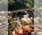 Small Photo #26 Australian Shepherd-F2 Aussiedoodle Mix Puppy For Sale in RALEIGH, NC, USA