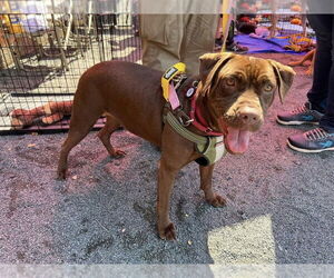 Sable (SC) - Female Boxer-Unknown Mix Dog for Adoption - Photo #2