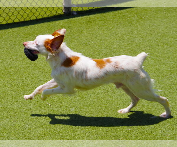 Medium Photo #5 Brittany Puppy For Sale in Curwensville, PA, USA