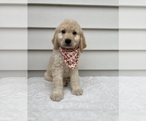 Goldendoodle-Poodle (Standard) Mix Puppy for sale in ORLANDO, FL, USA