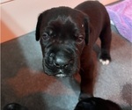 Puppy Green collar Cane Corso