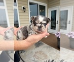 Puppy Peggy Sue French Bulldog