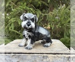 Small #2 Schnauzer (Miniature)