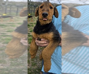 Airedale Terrier Puppy for sale in PHILADELPHIA, TN, USA
