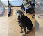 Small #1 Doberman Pinscher