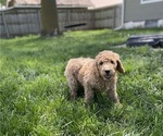 Puppy Purple Female Poodle (Standard)