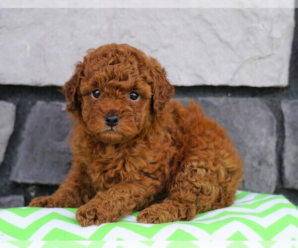 Medium Photo #1 Poodle (Miniature) Puppy For Sale in FREDERICKSBG, OH, USA